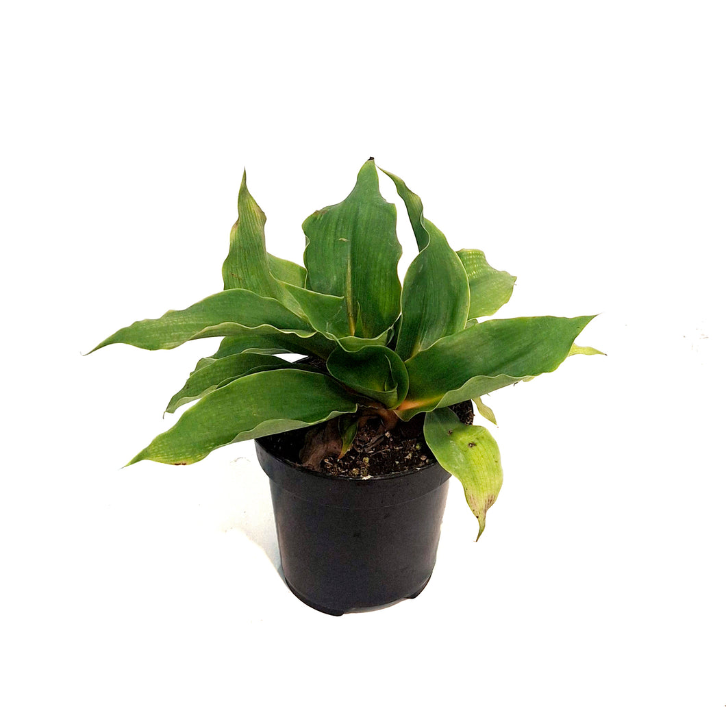 Spider Plant, 4in, Mandarin