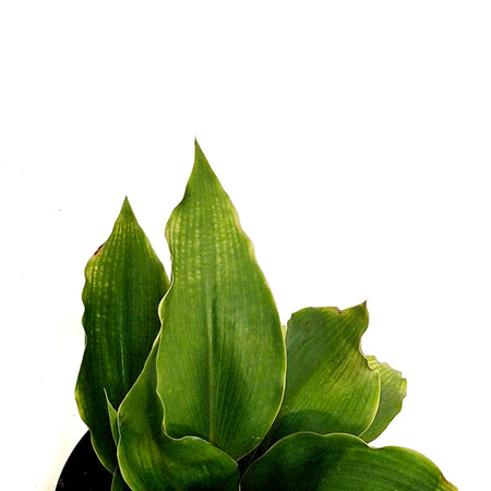 Spider Plant, 4in, Mandarin
