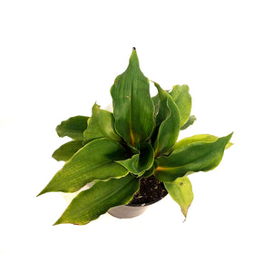 Spider Plant, 4in, Mandarin