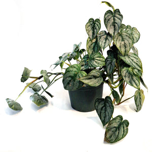 Philodendron, 6in, Brandtianum