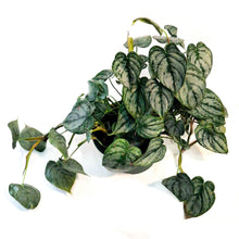 Load image into Gallery viewer, Philodendron, 6in, Brandtianum
