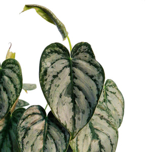 Philodendron, 6in, Brandtianum