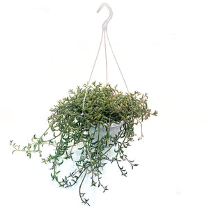 String of Dolphins, 8in HB, Senecio Peregrinus