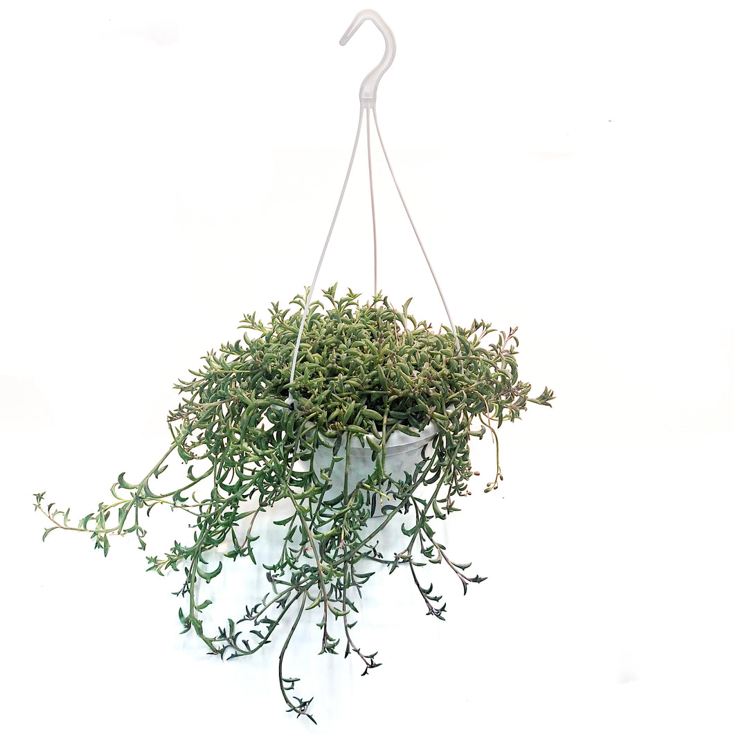 String of Dolphins, 8in HB, Senecio Peregrinus