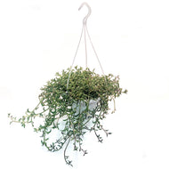 String of Dolphins, 8in HB, Senecio Peregrinus