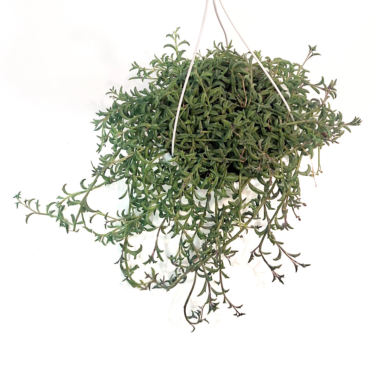 String of Dolphins, 8in HB, Senecio Peregrinus