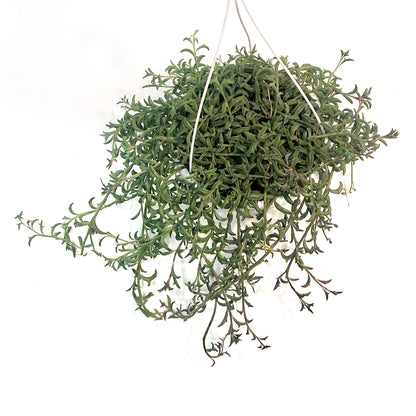 String of Dolphins, 8in HB, Senecio Peregrinus