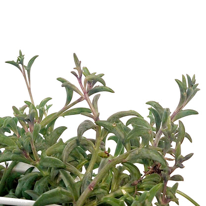 String of Dolphins, 8in HB, Senecio Peregrinus