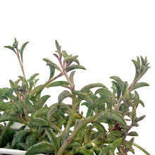Load image into Gallery viewer, String of Dolphins, 8in HB, Senecio Peregrinus

