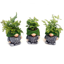 Load image into Gallery viewer, Fern, 2in, Mossy Gnome
