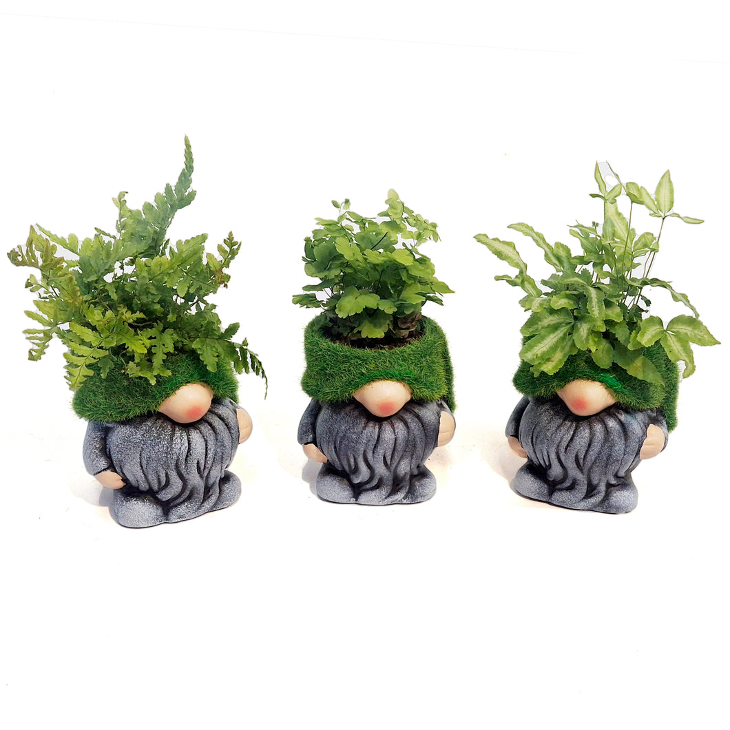 Fern, 2in, Mossy Gnome