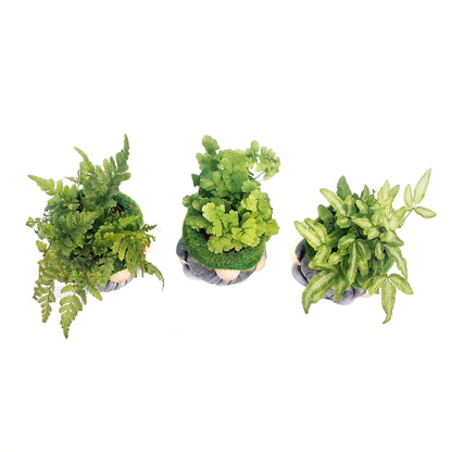 Fern, 2in, Mossy Gnome