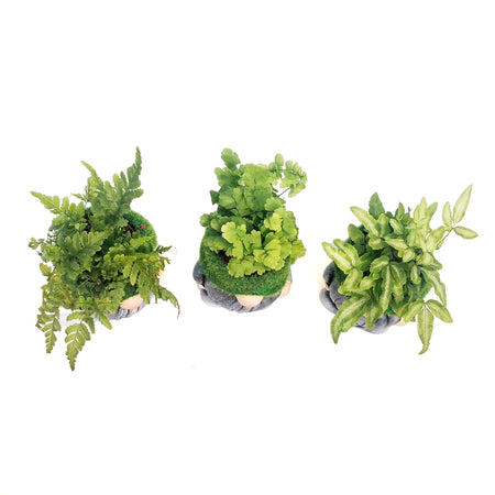 Fern, 2in, Mossy Gnome