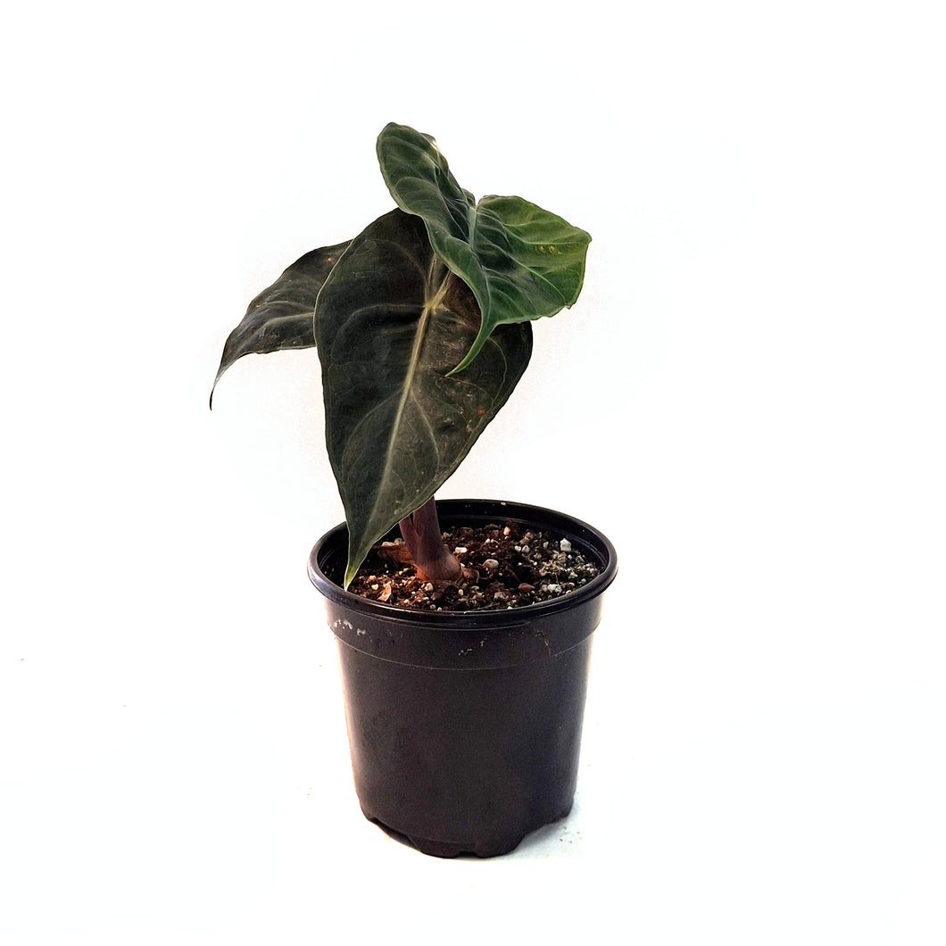 Alocasia, 4in, Nairobi Night