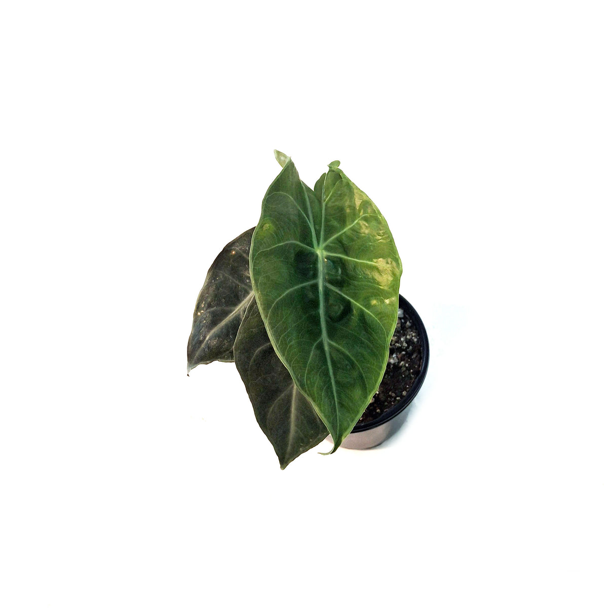 Alocasia, 4in, Nairobi Night