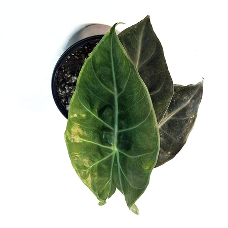 Alocasia, 4in, Nairobi Night