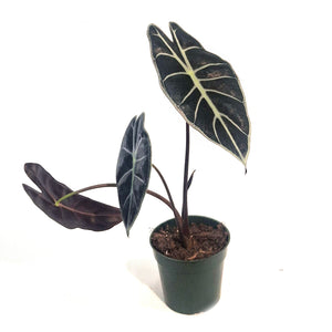 Alocasia, 4in, Watsoniana Red Vein