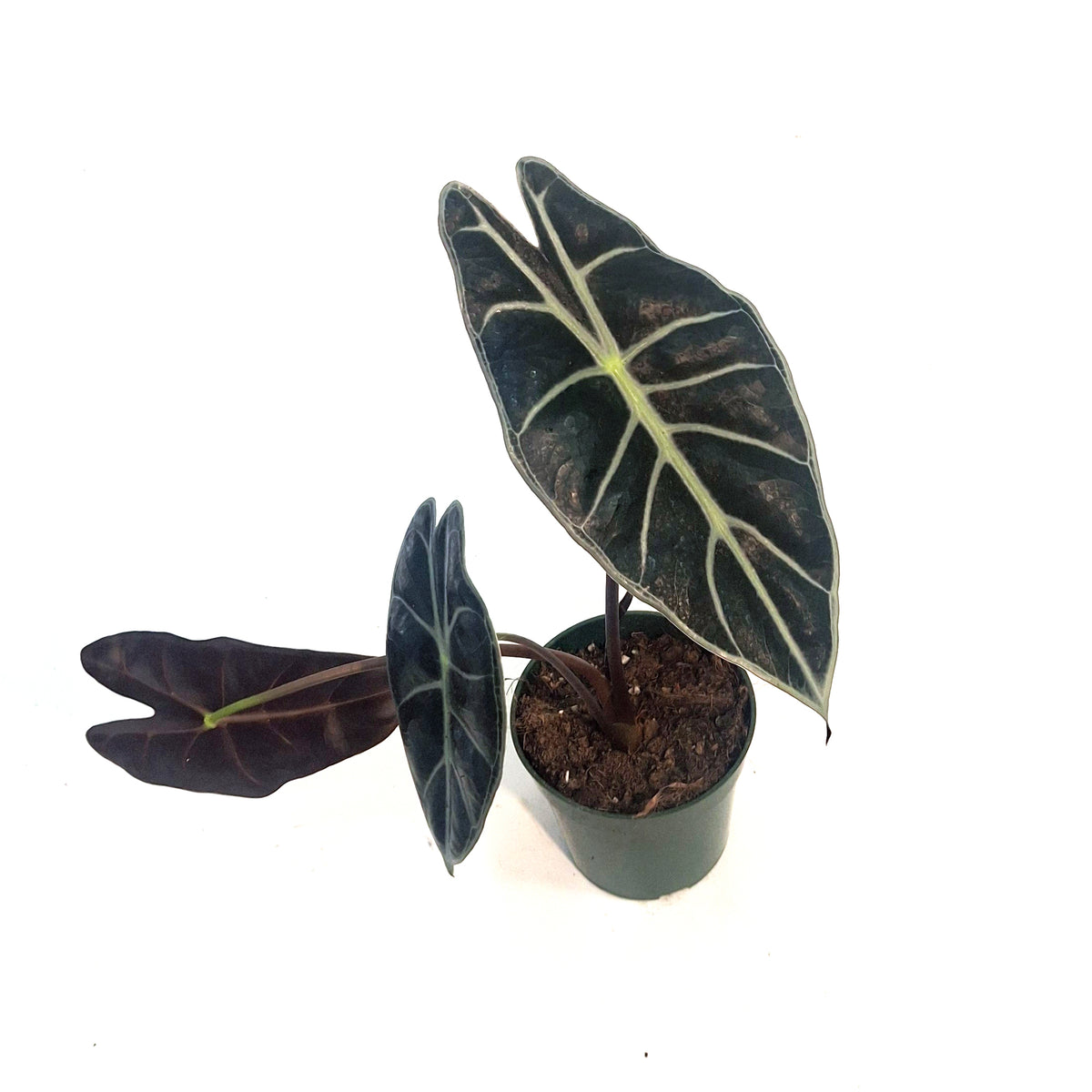 Alocasia, 4in, Watsoniana Red Vein