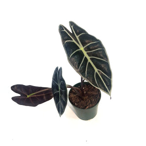 Alocasia, 4in, Watsoniana Red Vein