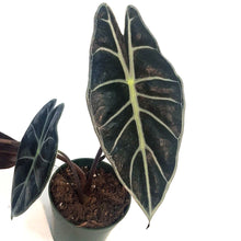 Load image into Gallery viewer, Alocasia, 4in, Watsoniana Red Vein
