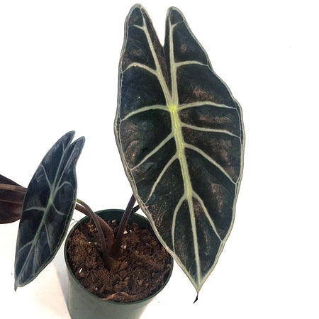Alocasia, 4in, Watsoniana Red Vein