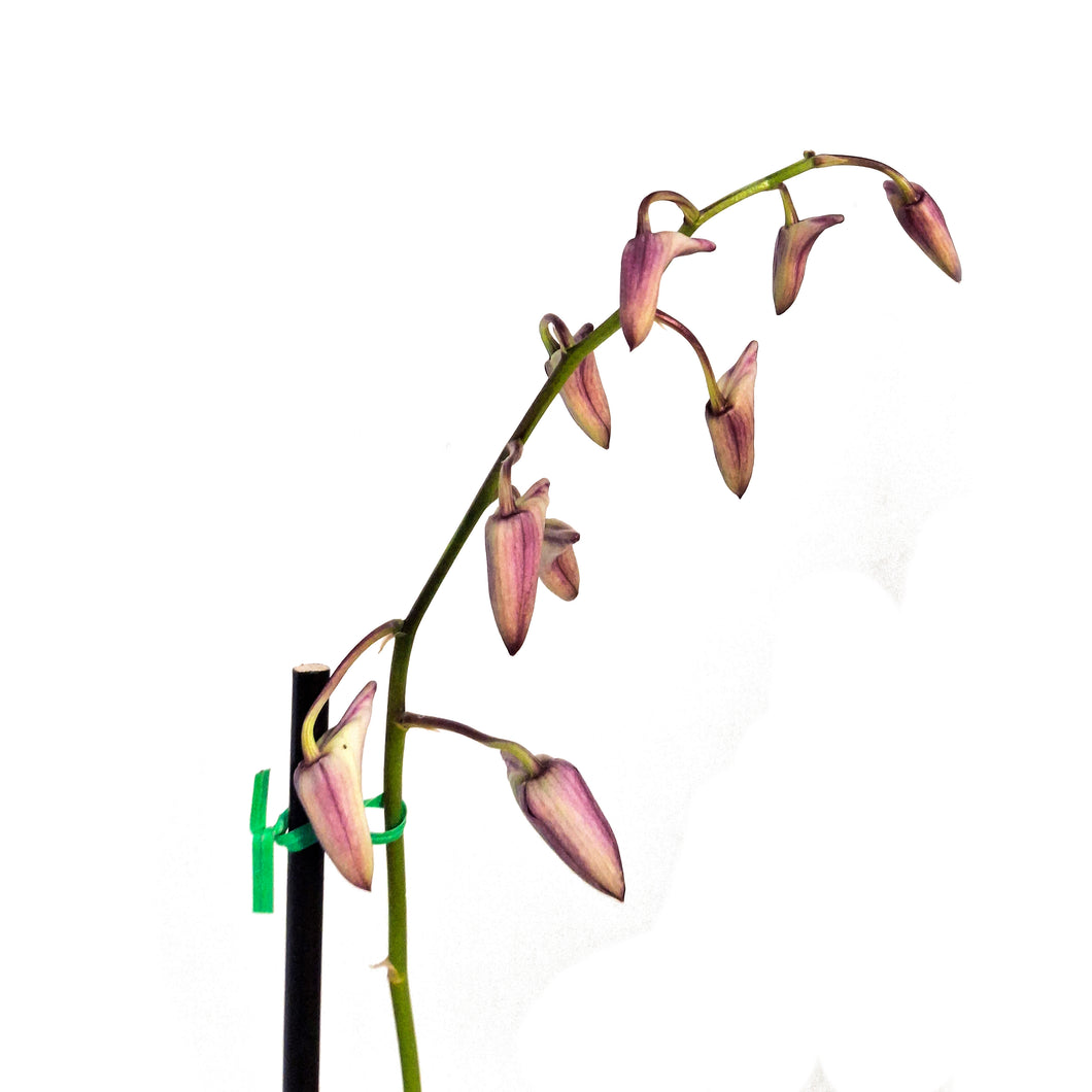 Orchid, 4in, Dendrobium