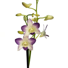 Load image into Gallery viewer, Orchid, 4in, Dendrobium
