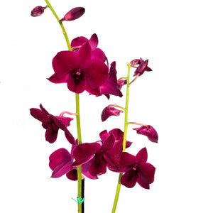Orchid, 4in, Dendrobium