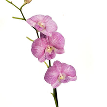 Load image into Gallery viewer, Orchid, 4in, Dendrobium

