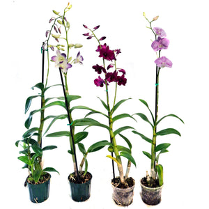 Orchid, 4in, Dendrobium