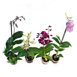 Orchid, 4in, Dendrobium