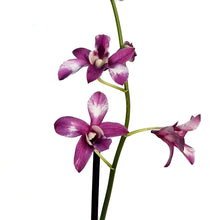 Load image into Gallery viewer, Orchid, 4in, Dendrobium
