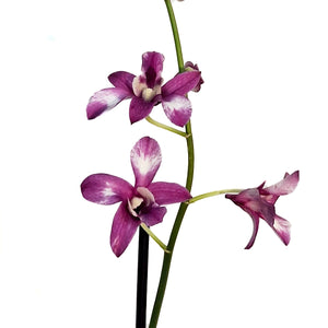Orchid, 4in, Dendrobium
