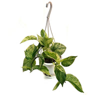 Pothos, 4in, Marble Queen, Hanging Basket
