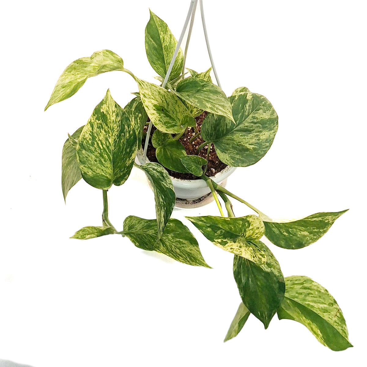 Pothos, 4in, Marble Queen, Hanging Basket
