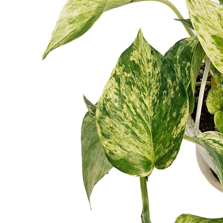 Pothos, 4in, Marble Queen, Hanging Basket