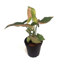 Load image into Gallery viewer, Syngonium, 4in, Tricolour
