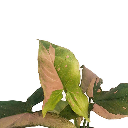 Syngonium, 4in, Tricolour
