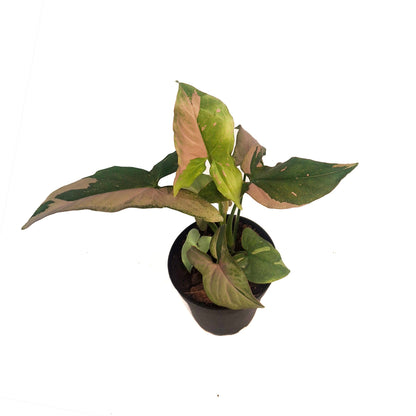 Syngonium, 4in, Tricolour