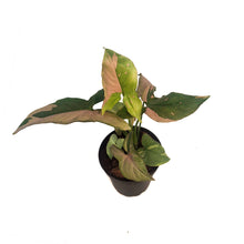Load image into Gallery viewer, Syngonium, 4in, Tricolour
