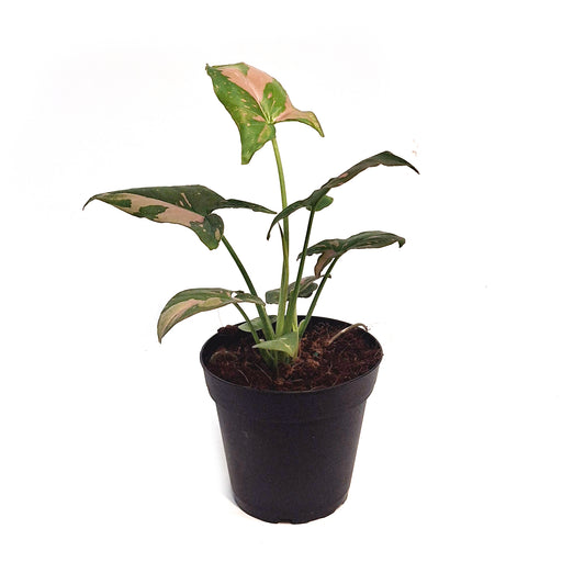 Syngonium, 4in,Pink Splash