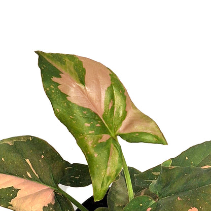 Syngonium, 4in,Pink Splash