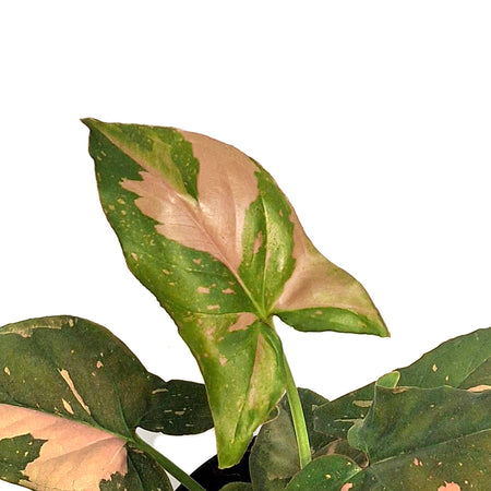 Syngonium, 4in,Pink Splash