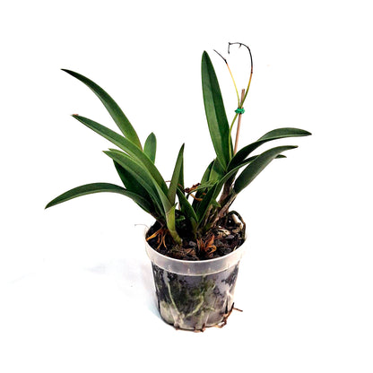 Orchid, 4in, Vaughnara
