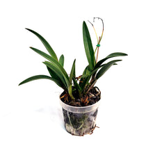 Load image into Gallery viewer, Orchid, 4in, Vaughnara
