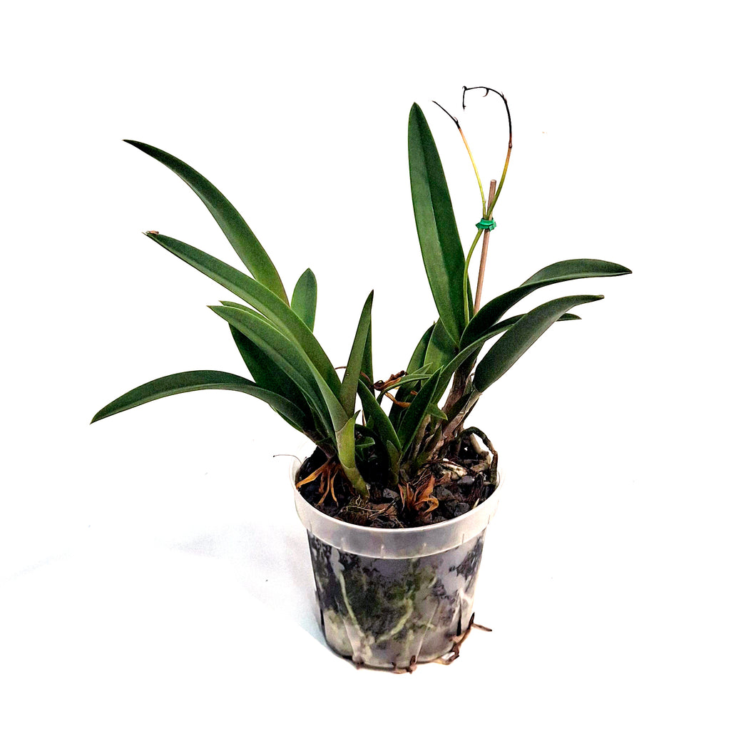 Orchid, 4in, Vaughnara