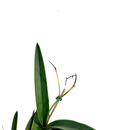 Orchid, 4in, Vaughnara