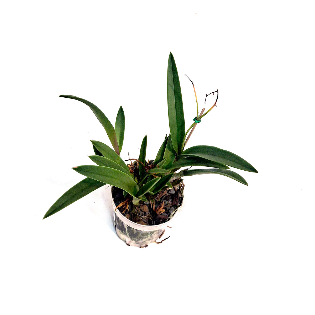 Orchid, 4in, Vaughnara