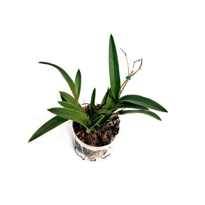 Orchid, 4in, Vaughnara