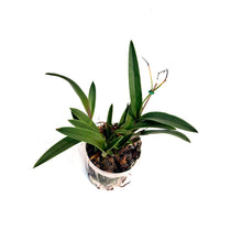 Load image into Gallery viewer, Orchid, 4in, Vaughnara
